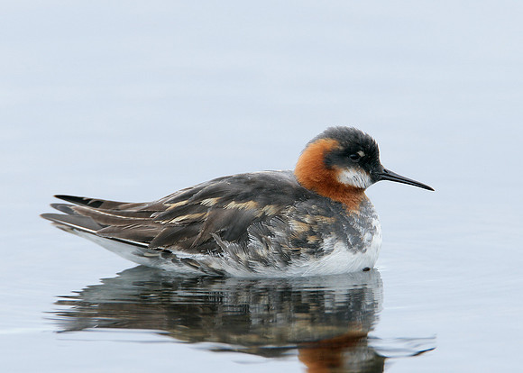 Red-necked Phalarope Phalaropus lobatus