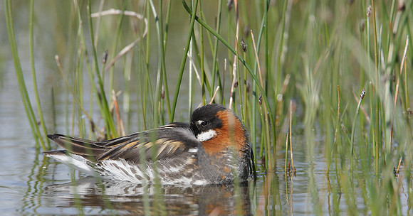 Red-necked Phalarope Phalaropus lobatus