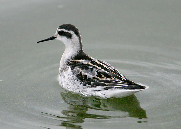 Red-necked Phalarope Phalaropus lobatus