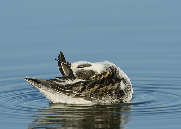 Red-necked Phalarope Phalaropus lobatus