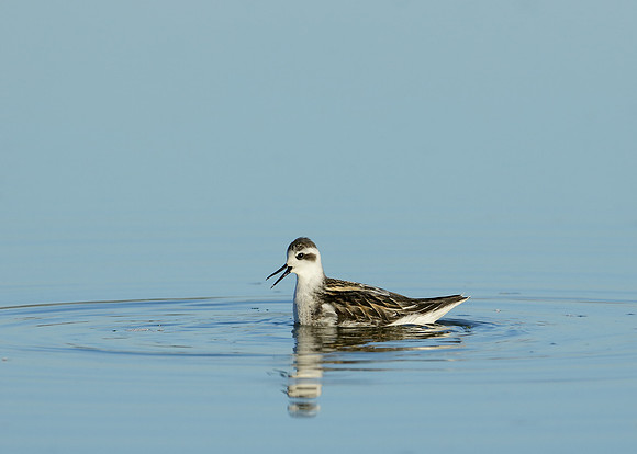 Red-necked Phalarope Phalaropus lobatus