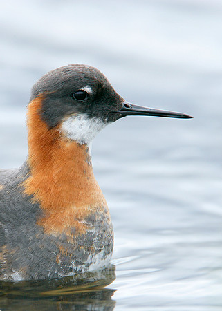 Red-necked Phalarope Phalaropus lobatus