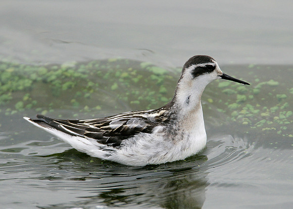 Red-necked Phalarope Phalaropus lobatus