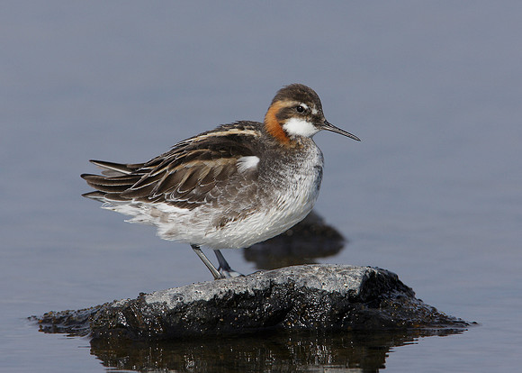 Red-necked Phalarope Phalaropus lobatus