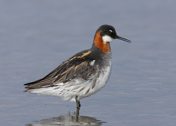 Red-necked Phalarope Phalaropus lobatus