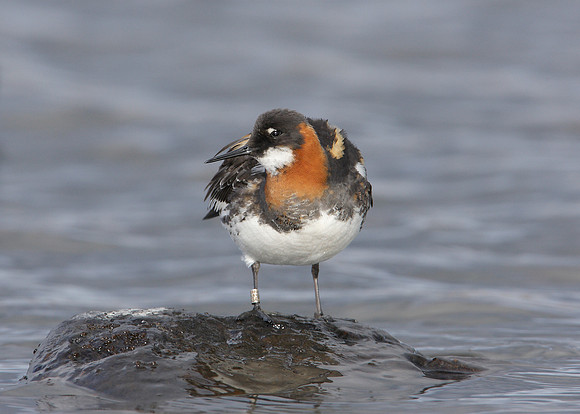 Red-necked Phalarope Phalaropus lobatus