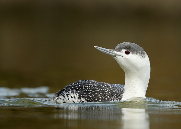 Red-throated Diver Gavia stellata