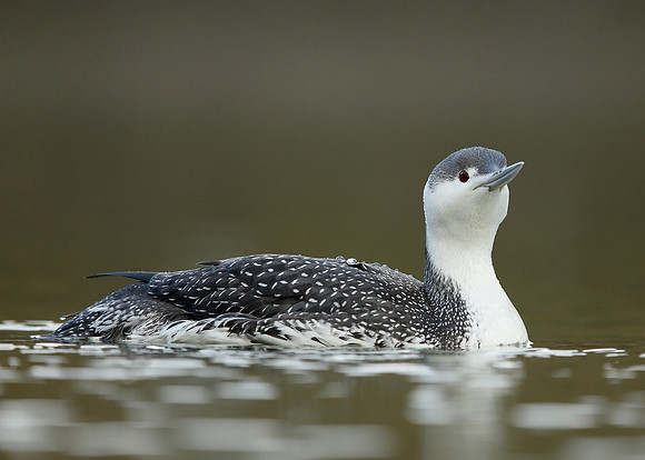 Red-throated Diver Gavia stellata