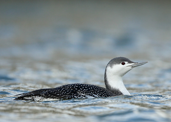 Red-throated Diver Gavia stellata