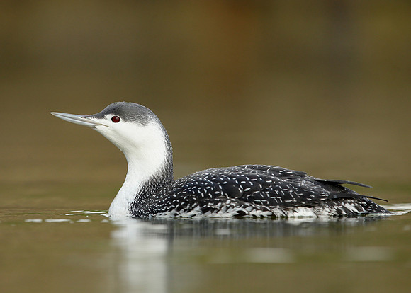Red-throated Diver Gavia stellata