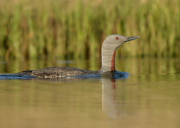 Red-throated Diver Gavia stellata