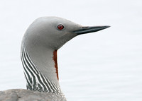 Red-throated Diver Gavia stellata