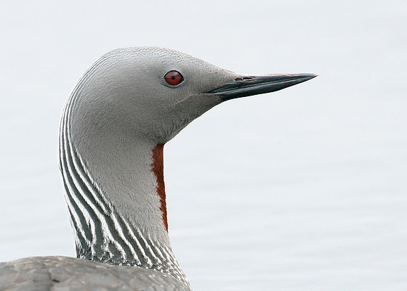 Red-throated Diver Gavia stellata