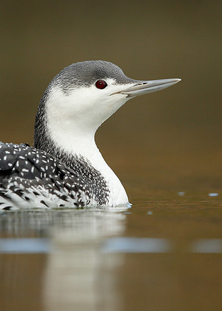 Red-throated Diver Gavia stellata