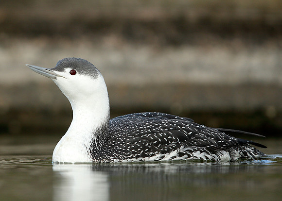 Red-throated Diver Gavia stellata