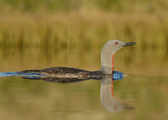 Red-throated Diver Gavia stellata