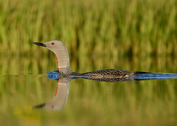 Red-throated Diver Gavia stellata
