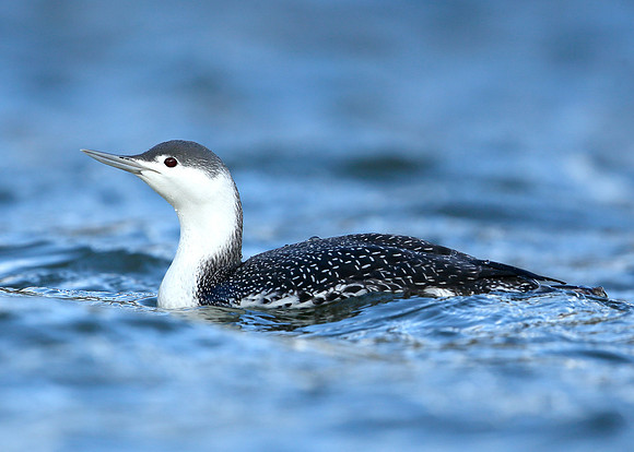 Red-throated Diver Gavia stellata