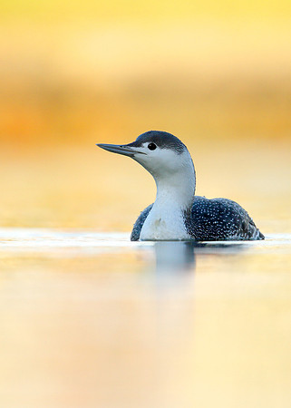 Red-throated Diver Gavia stellata