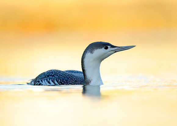 Red-throated Diver Gavia stellata