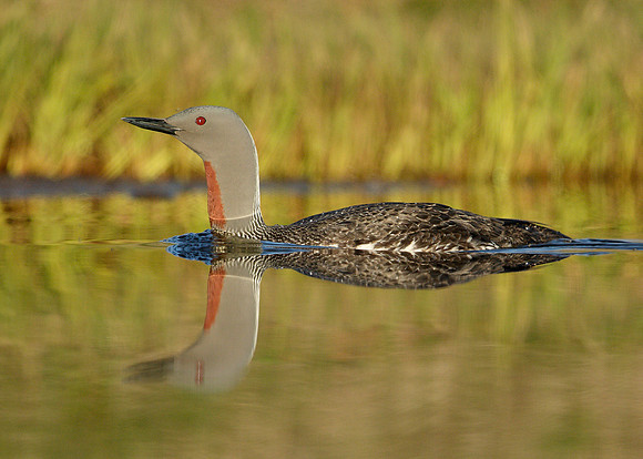 Red-throated Diver Gavia stellata