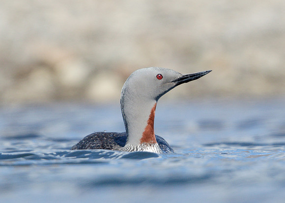 Red-throated Diver Gavia stellata