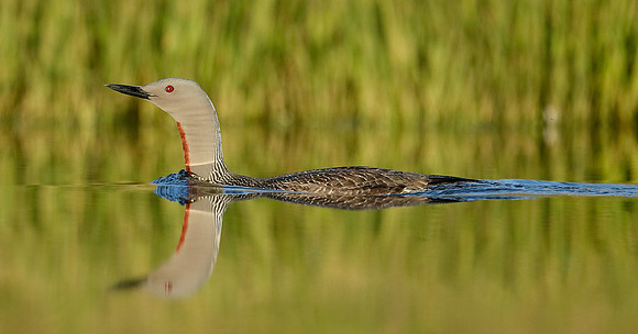 Red-throated Diver Gavia stellata
