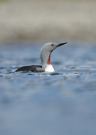 Red-throated Diver Gavia stellata