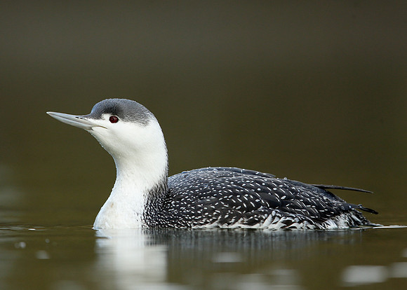 Red-throated Diver Gavia stellata