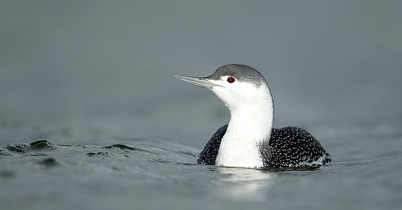 Red-throated Diver Gavia stellata