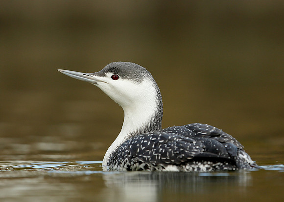 Red-throated Diver Gavia stellata