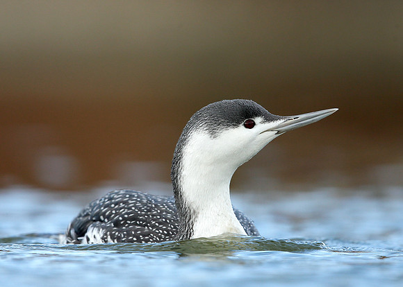 Red-throated Diver Gavia stellata