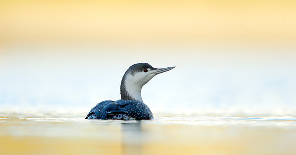 Red-throated Diver Gavia stellata