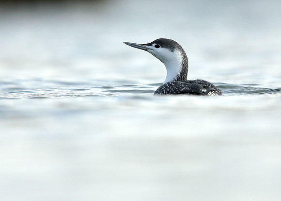Red-throated Diver Gavia stellata