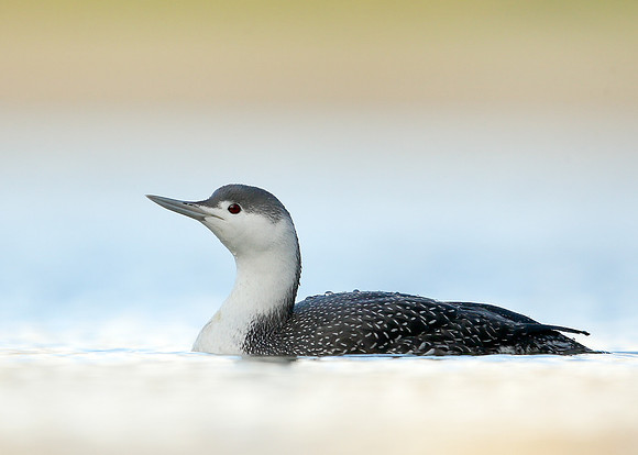 Red-throated Diver Gavia stellata