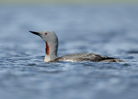 Red-throated Diver Gavia stellata