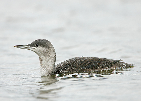 Red-throated Diver Gavia stellata