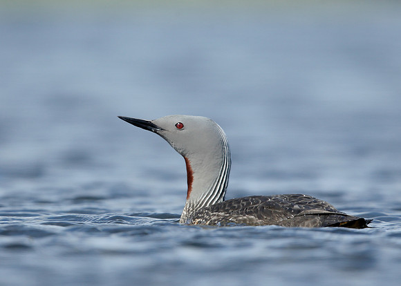 Red-throated Diver Gavia stellata