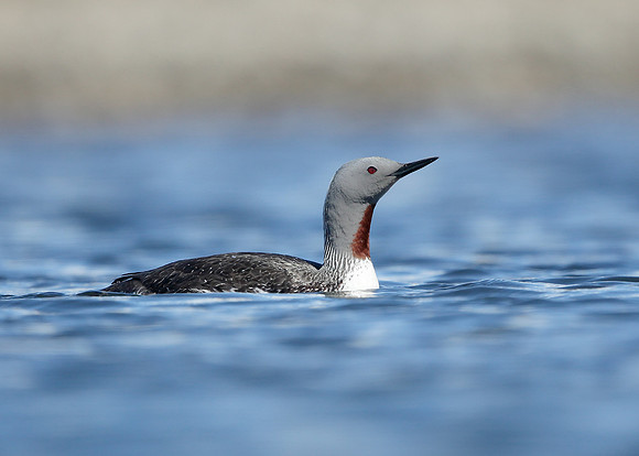 Red-throated Diver Gavia stellata