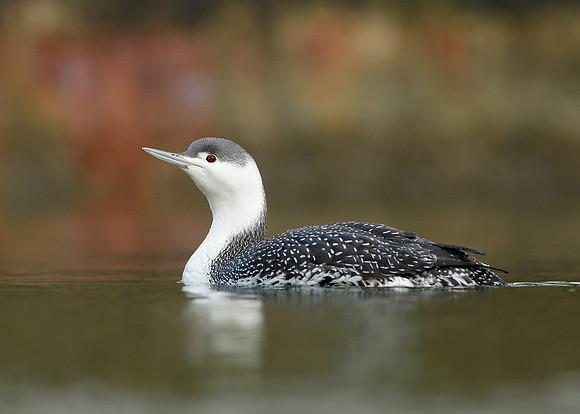Red-throated Diver Gavia stellata
