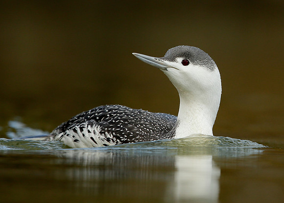 Red-throated Diver Gavia stellata