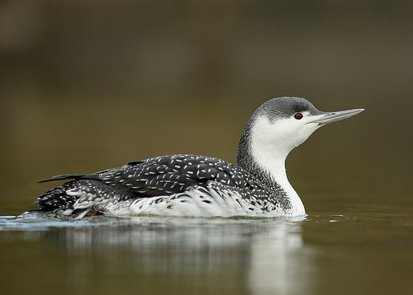 Red-throated Diver Gavia stellata