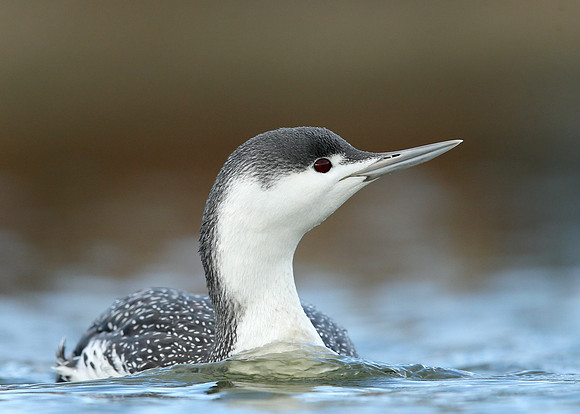 Red-throated Diver Gavia stellata