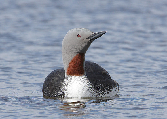 Red-throated Diver Gavia stellata
