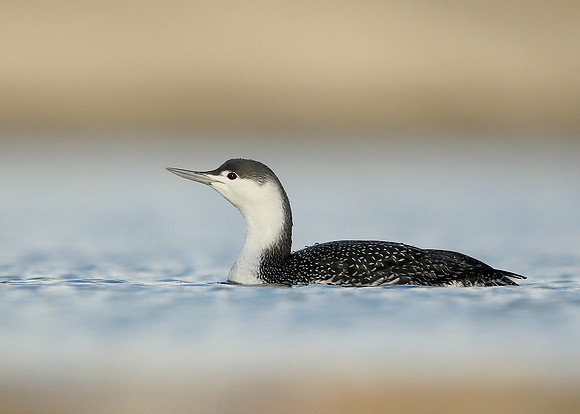 Red-throated Diver Gavia stellata