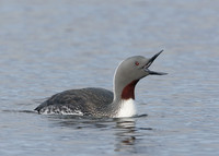 Red-throated Diver Gavia stellata