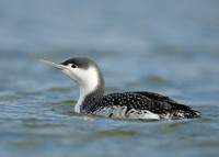 Red-throated Diver Gavia stellata