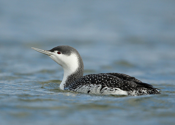 Red-throated Diver Gavia stellata