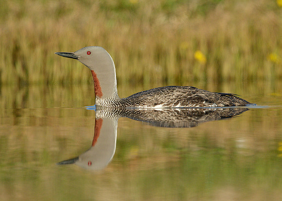Red-throated Diver Gavia stellata