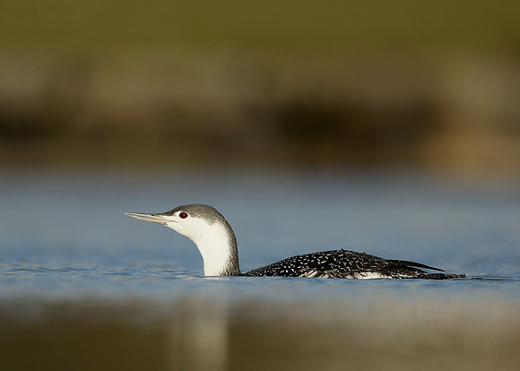 Red-throated Diver Gavia stellata